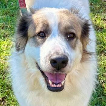 Dahlia -  Great Pyrenees Dog for Adoption in Los Angeles, California - Dahlia | PetCurious
