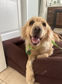 Rescue Mixed Breed Dogs for Adoption in San Diego, California - Polly | PetCurious