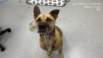 A385468 -  German Shepherd Dog and Mixed Breed Dog for Adoption in Ocala, Florida - A385468 | PetCurious