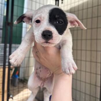 Mixed Breed Dogs Available for Adoption in Lake Jackson, Texas - River | PetCurious