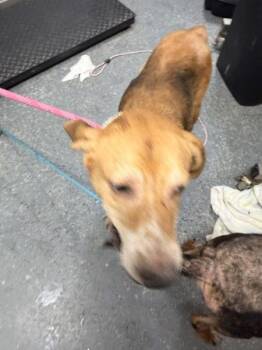 Frito -  Hound Dog for Adoption in Morristown, Tennessee - Frito | PetCurious