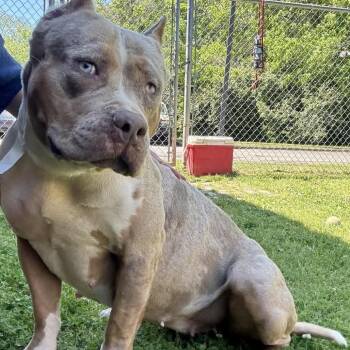 Pit Bull Terrier Dogs Available for Adoption in Birmingham, Alabama - Rhoda | PetCurious