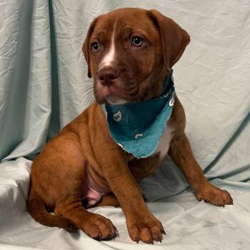 Mixed Breed Dogs Available for Adoption - Michelangelo | PetCurious