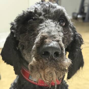 Standard Poodle Dogs Available for Adoption - Duke | PetCurious