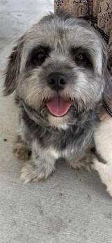Shih Tzu Dogs Available for Adoption in Doral, Florida - NOVA | PetCurious