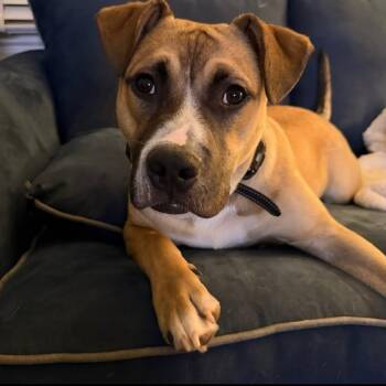 Pit Bull Terrier Dogs Available for Adoption in Detroit, Michigan - Suki | PetCurious