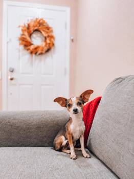 Dorito -  Chihuahua Dog for Adoption in Goodyear, Arizona - Dorito | PetCurious