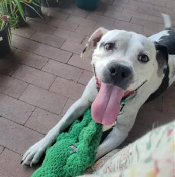 MIJA -  Bull Terrier Dog for Adoption in Santa Fe, New Mexico - MIJA | PetCurious