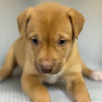 Mixed Breed Dogs Available for Adoption in Pauls Valley, Oklahoma - LeFlore | PetCurious
