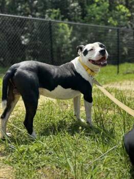 07385B Joe -  American Staffordshire Terrier and Mixed Breed Dog for Adoption in North Charleston, South Carolina - 07385B Joe | PetCurious