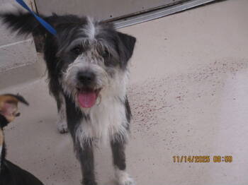 Rescue Terrier Dogs for Adoption in Marietta, Georgia - Zaxby(46) | PetCurious