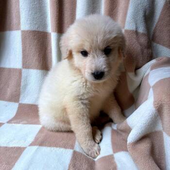Cain -  Great Pyrenees and Mixed Breed Dog for Adoption - Cain | PetCurious