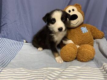 Australian Shepherd and Mixed Breed Dogs Available for Adoption - A608728 | PetCurious