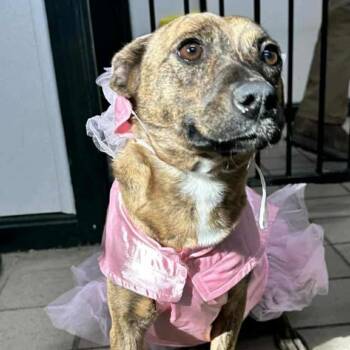 Rescue Mixed Breed Dogs for Adoption in Erie, Pennsylvania - Azima | PetCurious