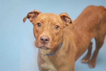 Rescue Labrador Retriever and Mixed Breed Dogs for Adoption in Fort Lauderdale, Florida - PRINGLE | PetCurious