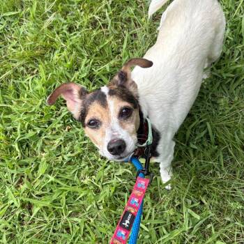 Dale -  Mixed Breed Dog for Adoption in Wantagh, New York - Dale | PetCurious