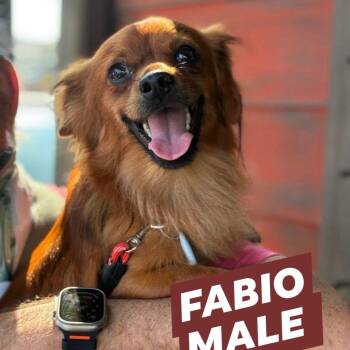 Fabio -  Chihuahua Dog for Adoption in Myrtle Beach, South Carolina - Fabio | PetCurious