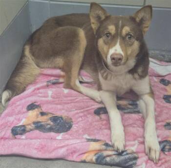 Husky and Mixed Breed Dogs Available for Adoption - MONA | PetCurious