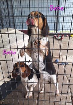 Beagle Dogs Available for Adoption in Stanton, Kentucky - Bette & Bebe | PetCurious
