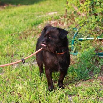 CT Bentley -  Brussels Griffon Dog for Adoption in Stormville, New York - CT Bentley | PetCurious