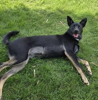 Rescue Mixed Breed Dogs for Adoption in Sioux Falls, South Dakota - Smudge | PetCurious