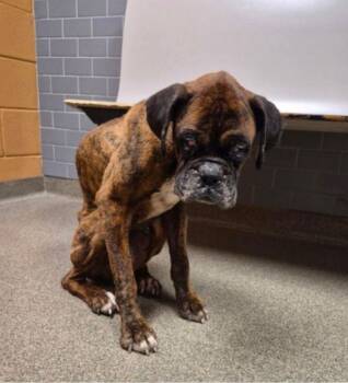 Boxer Dogs Available for Adoption - Gemma - ON MEDICAL HOLD!! | PetCurious
