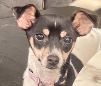 Asha -  Rat Terrier Dog for Adoption in Kansas City, Missouri - Asha | PetCurious