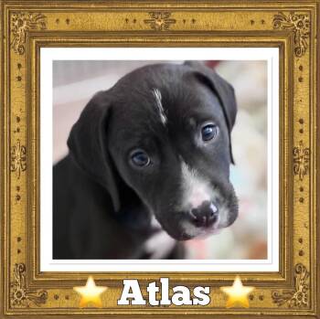 Atlas -  Labrador Retriever and Hound Dog for Adoption in Sanford, North Carolina - Atlas | PetCurious