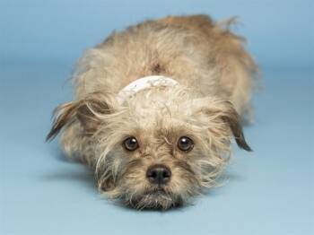 BOPEEP -  Chihuahua Dog for Adoption in Phoenix, Arizona - BOPEEP | PetCurious