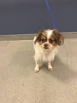 Shih Tzu Dogs Available for Adoption - CHEWY | PetCurious