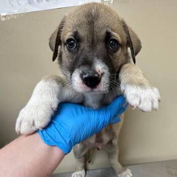 Mastiff and Pit Bull Terrier Dogs Available for Adoption in Birmingham, Alabama - Randall | PetCurious