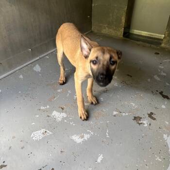 Charlotte -  Shepherd and Mixed Breed Dog for Adoption in Galax, Virginia - Charlotte | PetCurious