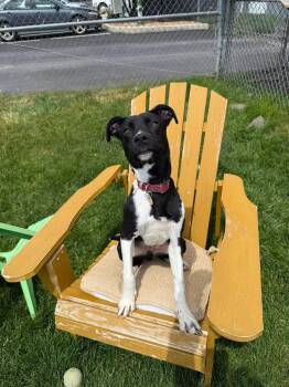 Mixed Breed Dogs Available for Adoption in Prineville, Oregon - Reign | PetCurious