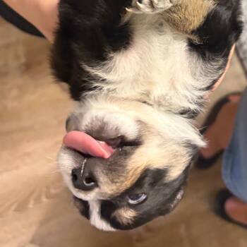 1058 (2026) Hank -  Australian Cattle Dog Blue Heeler and Siberian Husky Dog for Adoption in Parker, Colorado - 1058 (2026) Hank | PetCurious
