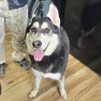 Maco -  Siberian Husky Dog for Adoption in Newark, New Jersey - Maco | PetCurious