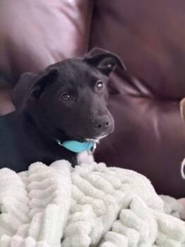 Mixed Breed Dogs Available for Adoption - Jenny | PetCurious