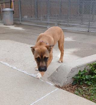 Chase -  German Shepherd Dog Dog for Adoption in Sioux City, Iowa - Chase | PetCurious