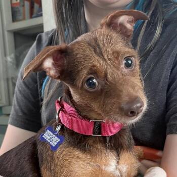 Chihuahua and Mixed Breed Dogs Available for Adoption in Boerne, Texas - Naomi | PetCurious