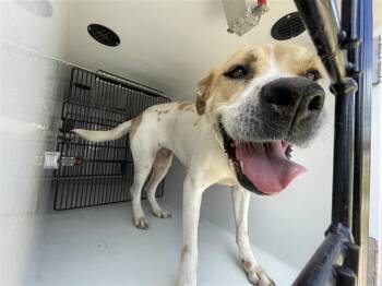 Staffordshire Bull Terrier and Mixed Breed Dogs Available for Adoption in Houston, Texas - A656683 | PetCurious