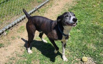 TAHOE 186-26 -  Hound Dog for Adoption in Cambridge, Ohio - TAHOE 186-26 | PetCurious