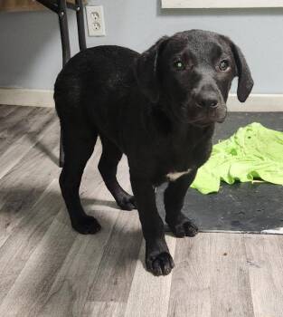 Labrador Retriever Dogs Available for Adoption - Ebony | PetCurious