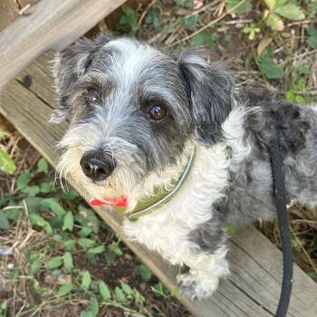 Ash -  Miniature Schnauzer and Miniature Poodle Dog for Adoption in Boulder, Colorado - Ash | PetCurious