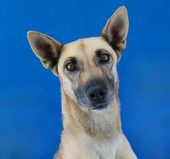 KIMBERLY -  Shepherd Dog for Adoption in Pasadena, California - KIMBERLY | PetCurious