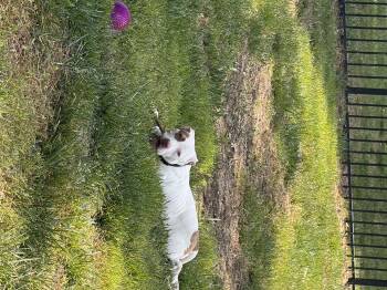 Zoe -  Pit Bull Terrier and Mixed Breed Dog for Adoption in Fredericksburg, Virginia - Zoe | PetCurious