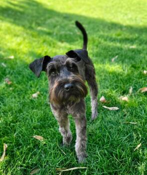 Schnauzer and Maltese Dogs Available for Adoption in Coachella, California - Ash | PetCurious