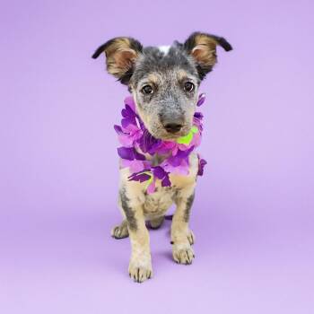 Rescue Australian Cattle Dog Blue Heeler Dogs for Adoption in Scottsdale, Arizona - Anjea | PetCurious