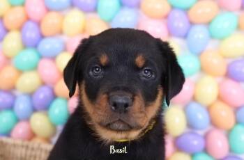 Rottweiler Dogs Available for Adoption - Basil | PetCurious