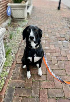 Labrador Retriever Dogs Available for Adoption - Buddy Lee | PetCurious
