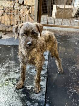 Ivan -  Terrier Dog for Adoption in Tucson, Arizona - Ivan | PetCurious