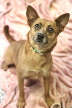 Corgi Dogs Available for Adoption in Manchester, New Hampshire - Yasmine In NH! Come Meet Our Adoptable Dogs Wednesday-Saturday.  | PetCurious